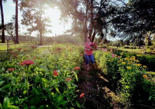 The Growing Impact of Agricultural Programs on Charleston's Local Food System